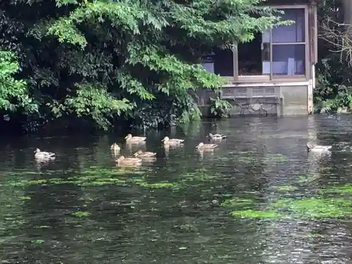 富士山本宮浅間大社(静岡県)