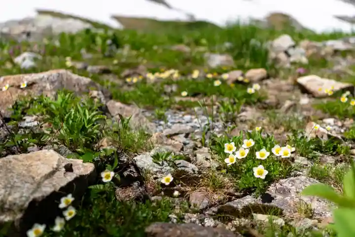 雄山神社峰本社の自然