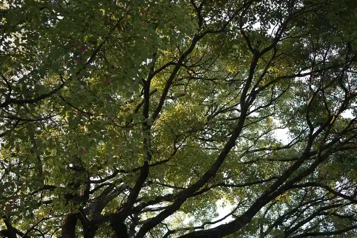 明治神宮(東京都)