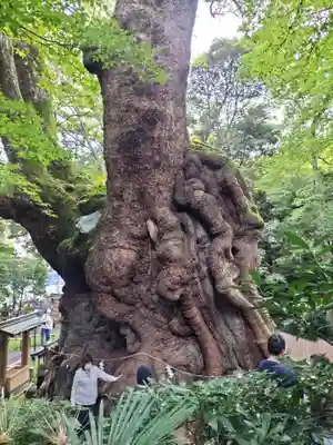 來宮神社(静岡県)