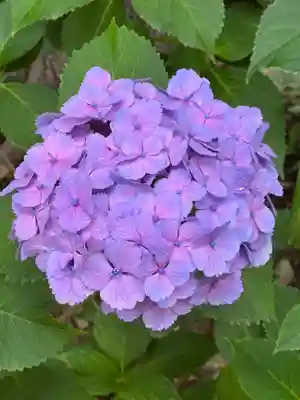 白山神社(東京都)