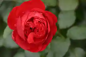 宝光寺の庭園(2021年10月26日(火) 11時32分17秒投稿)