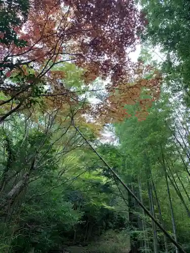 子守稲荷大明神の自然