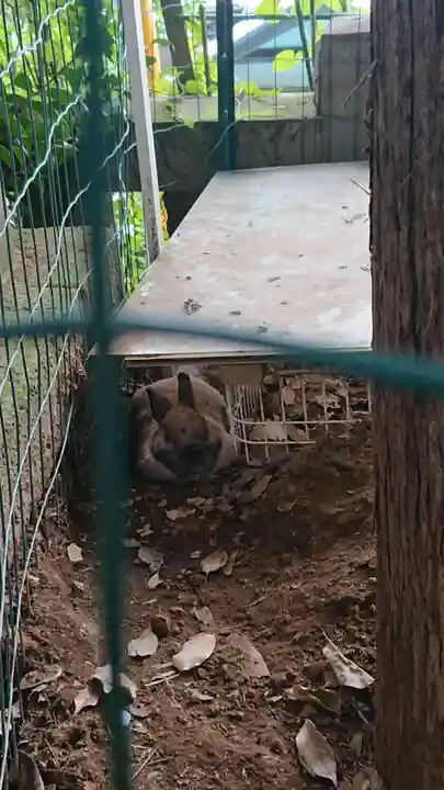 太子堂八幡神社の動物