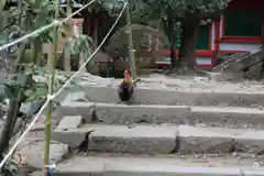 石上神宮の動物