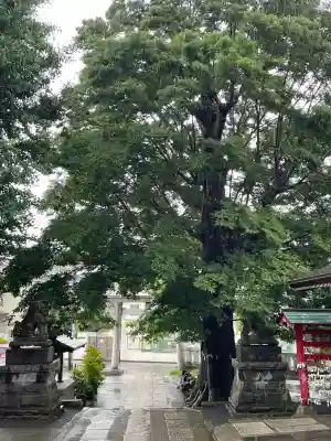 滝野川八幡神社(東京都)