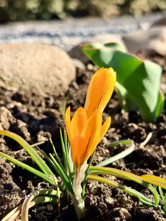 七重浜海津見神社の{uncategorized: "未分類", other: "その他", undefined: "問題あり", building: "その他建物", grave: "お墓", sacred_gate: "鳥居", guardian: "狛犬", statue: "像", buddha: "仏像", history: "歴史", nature: "自然", garden: "庭園", animal: "動物", pagoda: "塔", temizu: "手水舎", mountain_gate: "山門・神門", sanctuary: "本殿・本堂", subordinate: "末社・摂社", art: "芸術", scenery: "景色", jizo: "地蔵", ema: "絵馬", goshuin: "御朱印", omikuji: "おみくじ", items: "授与品その他", amulet: "お守り", goshuincho: "御朱印帳", eats: "食事", festival: "お祭り", votive_dance: "神楽", shichigosan: "七五三参", wedding: "結婚式", experience: "体験その他", initially: "初詣", around: "周辺", anti_infection: "感染症対策"}