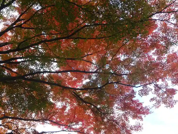 大山阿夫利神社の自然