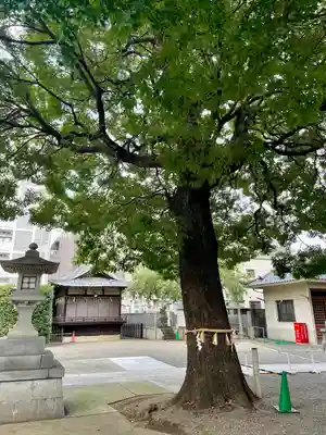 荻窪白山神社(東京都)