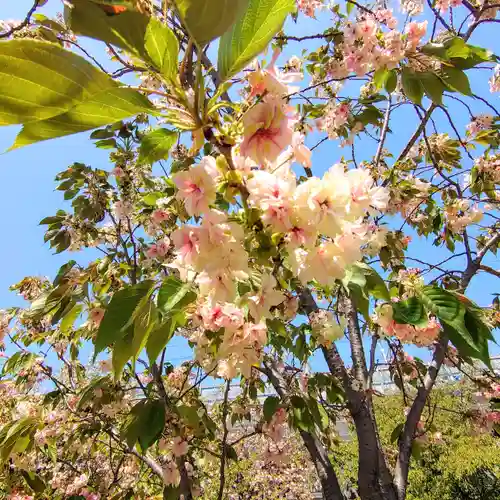 六孫王神社(京都府)