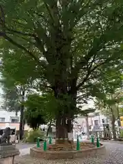 鳩森八幡神社の自然