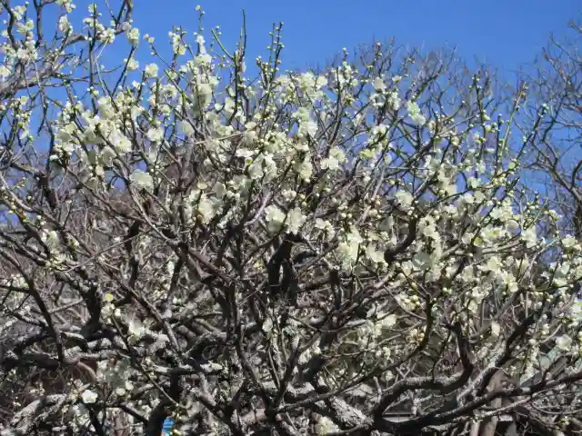 極楽寺(霊鷲山感應院極楽律寺)の自然