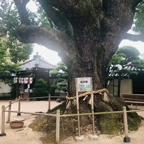 大聖観音寺（あびこ観音）の自然