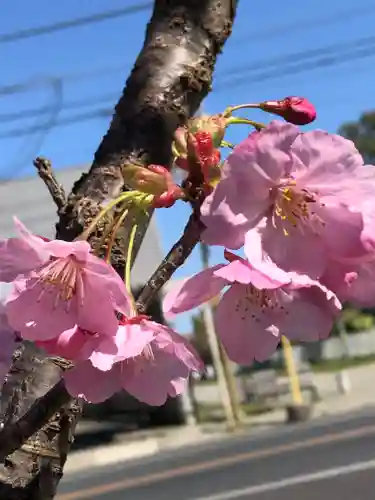 龍ケ崎八坂神社の自然