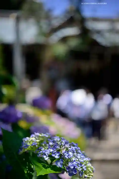 白山神社(東京都)