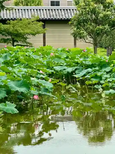東寺（教王護国寺）(京都府)
