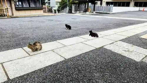 白金氷川神社の動物
