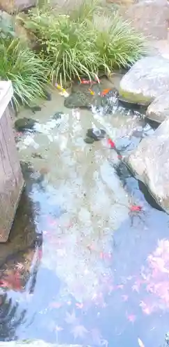 厳嶋神社の動物