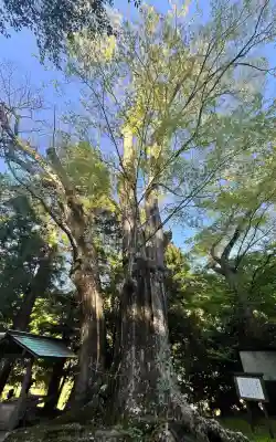 國津神社の{uncategorized: "未分類", other: "その他", undefined: "問題あり", building: "その他建物", grave: "お墓", sacred_gate: "鳥居", guardian: "狛犬", statue: "像", buddha: "仏像", history: "歴史", nature: "自然", garden: "庭園", animal: "動物", pagoda: "塔", temizu: "手水舎", mountain_gate: "山門・神門", sanctuary: "本殿・本堂", subordinate: "末社・摂社", art: "芸術", scenery: "景色", jizo: "地蔵", ema: "絵馬", goshuin: "御朱印", omikuji: "おみくじ", items: "授与品その他", amulet: "お守り", goshuincho: "御朱印帳", eats: "食事", festival: "お祭り", votive_dance: "神楽", shichigosan: "七五三参", wedding: "結婚式", experience: "体験その他", initially: "初詣", around: "周辺", anti_infection: "感染症対策"}