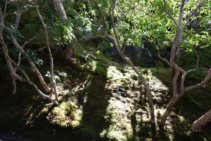 光明寺瑠璃光院の自然