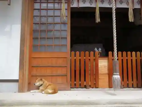 縣神社の動物