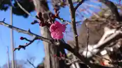 賀茂別雷神社(栃木県)