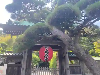 長谷寺の山門・神門