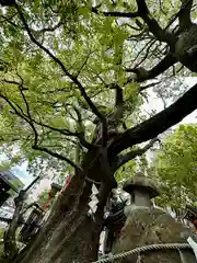 若一神社の自然