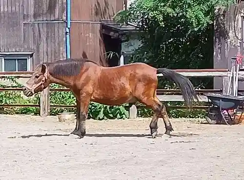 小室浅間神社(山梨県)