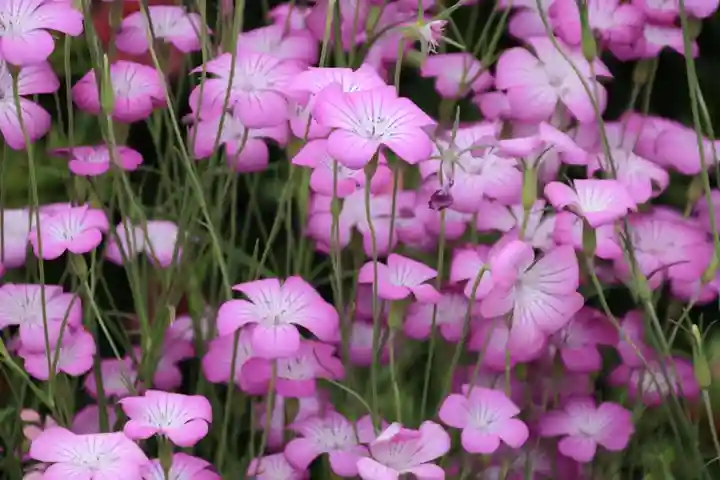 豊景神社の自然