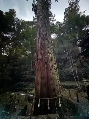 八幡宮來宮神社の{uncategorized: "未分類", other: "その他", undefined: "問題あり", building: "その他建物", grave: "お墓", sacred_gate: "鳥居", guardian: "狛犬", statue: "像", buddha: "仏像", history: "歴史", nature: "自然", garden: "庭園", animal: "動物", pagoda: "塔", temizu: "手水舎", mountain_gate: "山門・神門", sanctuary: "本殿・本堂", subordinate: "末社・摂社", art: "芸術", scenery: "景色", jizo: "地蔵", ema: "絵馬", goshuin: "御朱印", omikuji: "おみくじ", items: "授与品その他", amulet: "お守り", goshuincho: "御朱印帳", eats: "食事", festival: "お祭り", votive_dance: "神楽", shichigosan: "七五三参", wedding: "結婚式", experience: "体験その他", initially: "初詣", around: "周辺", anti_infection: "感染症対策"}