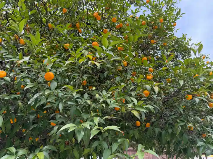 平野神社の{uncategorized: "未分類", other: "その他", undefined: "問題あり", building: "その他建物", grave: "お墓", sacred_gate: "鳥居", guardian: "狛犬", statue: "像", buddha: "仏像", history: "歴史", nature: "自然", garden: "庭園", animal: "動物", pagoda: "塔", temizu: "手水舎", mountain_gate: "山門・神門", sanctuary: "本殿・本堂", subordinate: "末社・摂社", art: "芸術", scenery: "景色", jizo: "地蔵", ema: "絵馬", goshuin: "御朱印", omikuji: "おみくじ", items: "授与品その他", amulet: "お守り", goshuincho: "御朱印帳", eats: "食事", festival: "お祭り", votive_dance: "神楽", shichigosan: "七五三参", wedding: "結婚式", experience: "体験その他", initially: "初詣", around: "周辺", anti_infection: "感染症対策"}