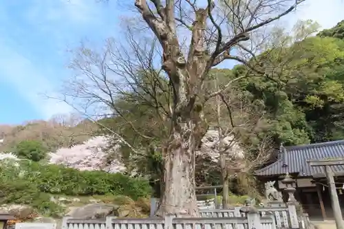 切幡神社の自然