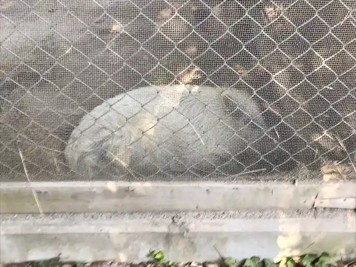 和気神社の動物