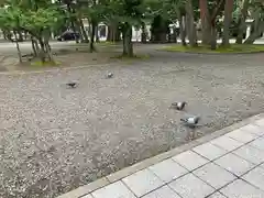 竹駒神社の動物