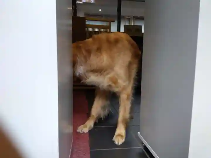 御誕生寺(猫寺)(福井県)