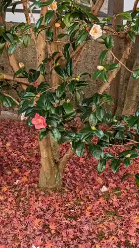 相国寺（相国承天禅寺）(京都府)