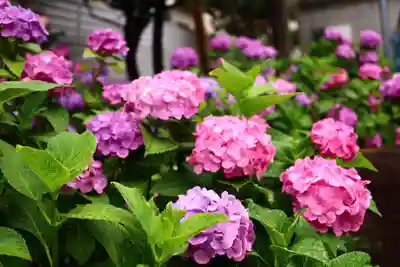 白山神社(東京都)