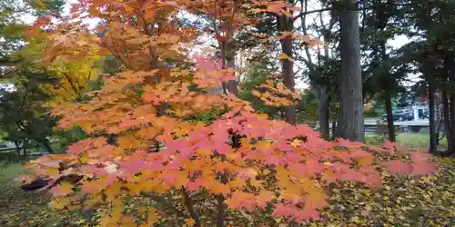 北海道護國神社の自然