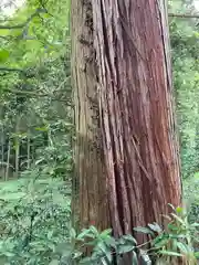 劔之宮王子神社の自然