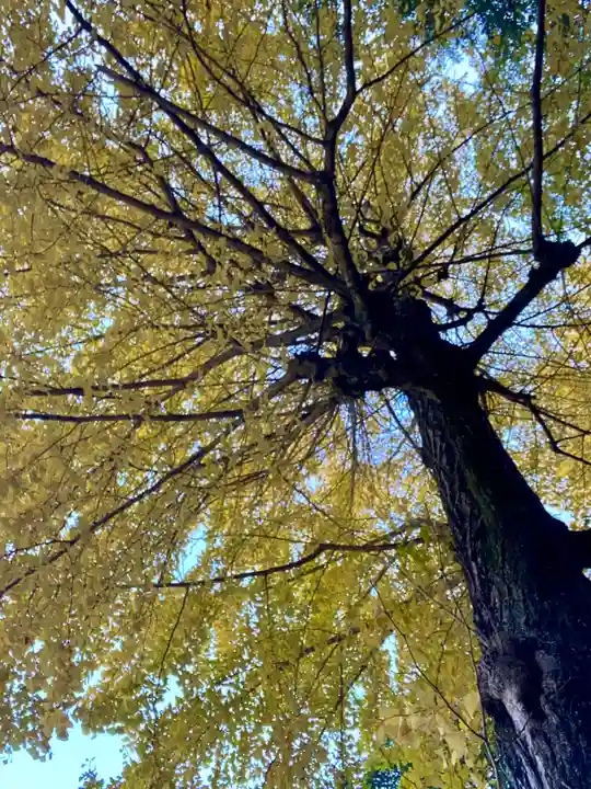 高良神社(京都府)