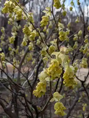 熊野神社(東京都)