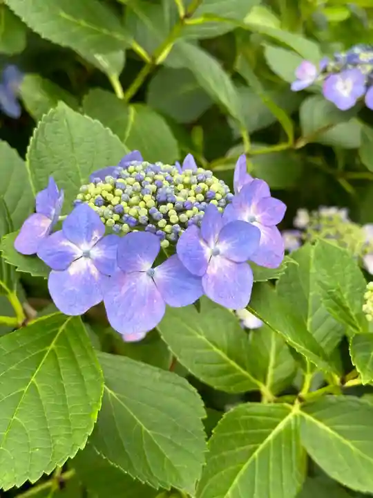 高幡不動尊 金剛寺(東京都)