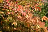 三津厳島神社の自然