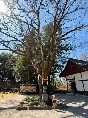 武田神社の{uncategorized: "未分類", other: "その他", undefined: "問題あり", building: "その他建物", grave: "お墓", sacred_gate: "鳥居", guardian: "狛犬", statue: "像", buddha: "仏像", history: "歴史", nature: "自然", garden: "庭園", animal: "動物", pagoda: "塔", temizu: "手水舎", mountain_gate: "山門・神門", sanctuary: "本殿・本堂", subordinate: "末社・摂社", art: "芸術", scenery: "景色", jizo: "地蔵", ema: "絵馬", goshuin: "御朱印", omikuji: "おみくじ", items: "授与品その他", amulet: "お守り", goshuincho: "御朱印帳", eats: "食事", festival: "お祭り", votive_dance: "神楽", shichigosan: "七五三参", wedding: "結婚式", experience: "体験その他", initially: "初詣", around: "周辺", anti_infection: "感染症対策"}