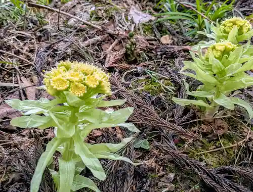湯坐神社 (薬師神社)(山形県)
