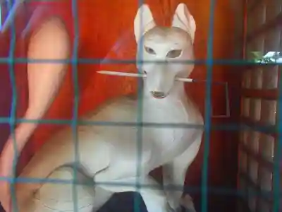 箭弓稲荷神社の狛犬