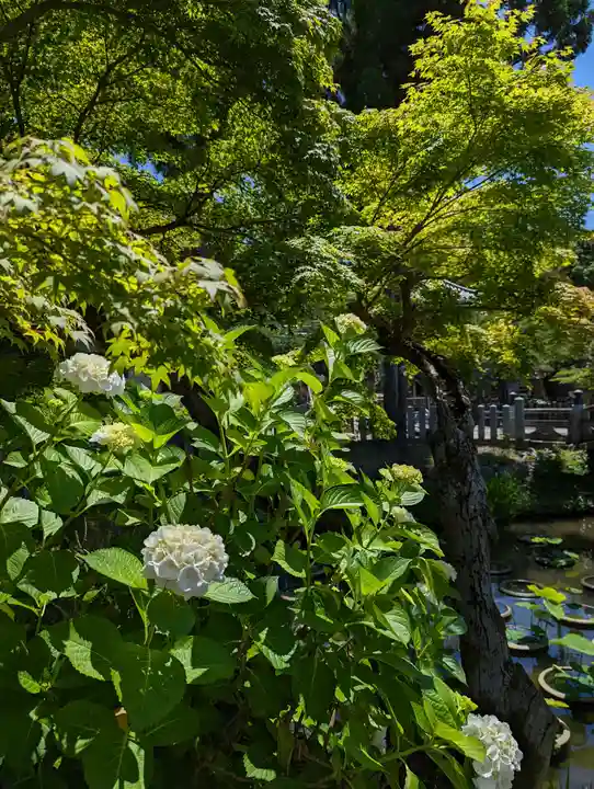 くろ谷 金戒光明寺の自然