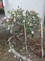 阿智神社の自然