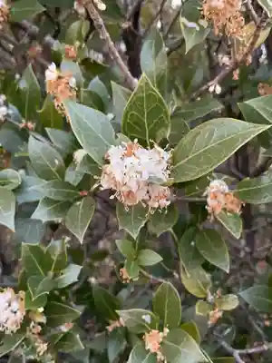 田縣神社(愛知県)